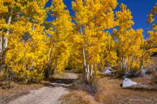Trail in the Aspens-5582.jpg Trail in the Aspens-5582.jpg